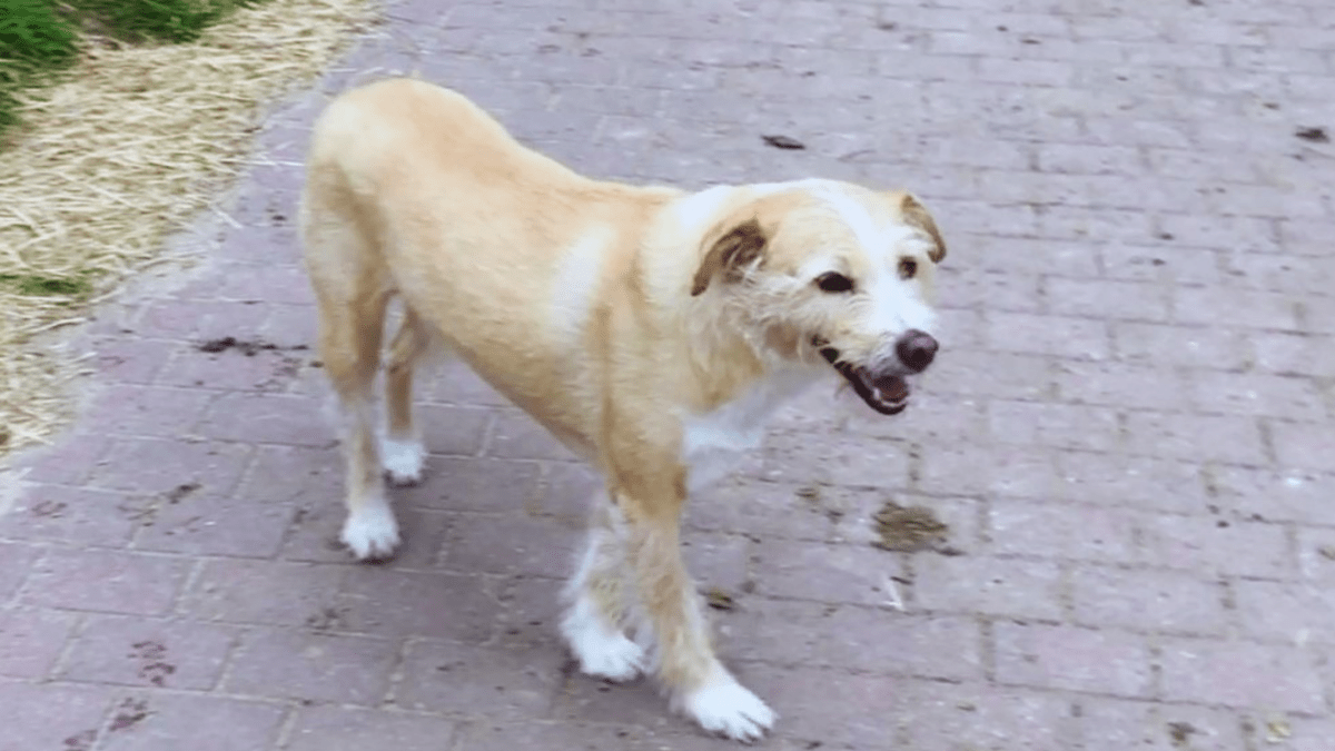 Femurkopfresektion beim Hund – Kolia: ein&nbsp;Praxisbericht